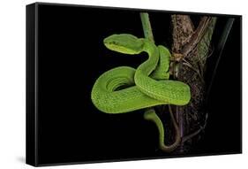 Trimeresurus Albolabris (White-Lipped Tree Viper)-Paul Starosta-Framed Stretched Canvas