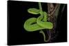 Trimeresurus Albolabris (White-Lipped Tree Viper)-Paul Starosta-Stretched Canvas