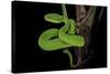 Trimeresurus Albolabris (White-Lipped Tree Viper)-Paul Starosta-Stretched Canvas