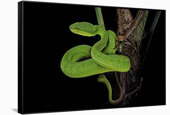 Trimeresurus Albolabris (White-Lipped Tree Viper)-Paul Starosta-Framed Stretched Canvas