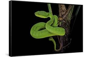 Trimeresurus Albolabris (White-Lipped Tree Viper)-Paul Starosta-Framed Stretched Canvas