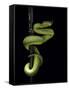 Trimeresurus Albolabris (White-Lipped Tree Viper)-Paul Starosta-Framed Stretched Canvas