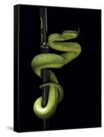 Trimeresurus Albolabris (White-Lipped Tree Viper)-Paul Starosta-Framed Stretched Canvas