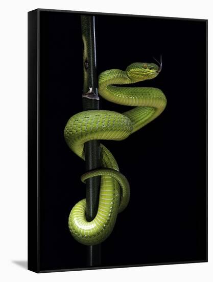 Trimeresurus Albolabris (White-Lipped Tree Viper)-Paul Starosta-Framed Stretched Canvas