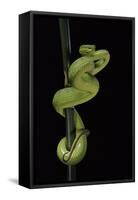 Trimeresurus Albolabris (White-Lipped Tree Viper)-Paul Starosta-Framed Stretched Canvas