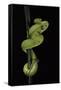 Trimeresurus Albolabris (White-Lipped Tree Viper)-Paul Starosta-Framed Stretched Canvas