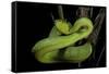 Trimeresurus Albolabris (White-Lipped Tree Viper)-Paul Starosta-Framed Stretched Canvas