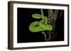 Trimeresurus Albolabris (White-Lipped Tree Viper)-Paul Starosta-Framed Photographic Print