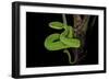 Trimeresurus Albolabris (White-Lipped Tree Viper)-Paul Starosta-Framed Photographic Print