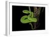 Trimeresurus Albolabris (White-Lipped Tree Viper)-Paul Starosta-Framed Photographic Print