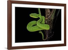 Trimeresurus Albolabris (White-Lipped Tree Viper)-Paul Starosta-Framed Photographic Print