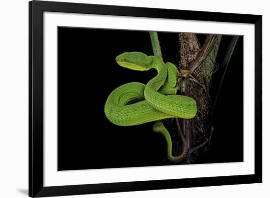 Trimeresurus Albolabris (White-Lipped Tree Viper)-Paul Starosta-Framed Photographic Print