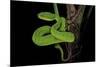 Trimeresurus Albolabris (White-Lipped Tree Viper)-Paul Starosta-Mounted Photographic Print