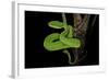 Trimeresurus Albolabris (White-Lipped Tree Viper)-Paul Starosta-Framed Photographic Print