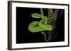 Trimeresurus Albolabris (White-Lipped Tree Viper)-Paul Starosta-Framed Photographic Print