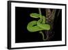 Trimeresurus Albolabris (White-Lipped Tree Viper)-Paul Starosta-Framed Photographic Print