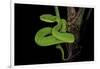 Trimeresurus Albolabris (White-Lipped Tree Viper)-Paul Starosta-Framed Photographic Print