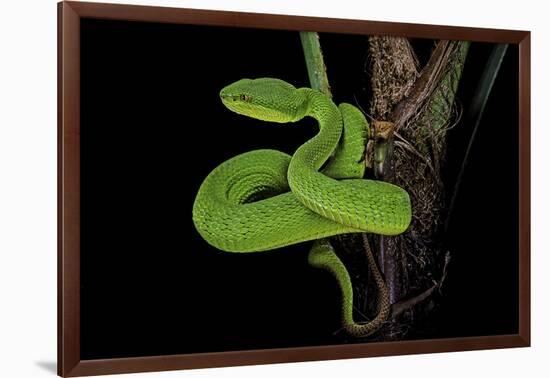 Trimeresurus Albolabris (White-Lipped Tree Viper)-Paul Starosta-Framed Photographic Print