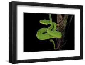 Trimeresurus Albolabris (White-Lipped Tree Viper)-Paul Starosta-Framed Photographic Print