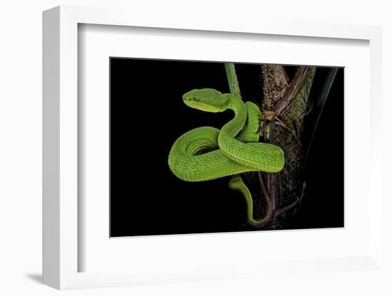 Trimeresurus Albolabris (White-Lipped Tree Viper)-Paul Starosta-Framed Photographic Print