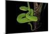 Trimeresurus Albolabris (White-Lipped Tree Viper)-Paul Starosta-Mounted Photographic Print