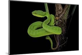 Trimeresurus Albolabris (White-Lipped Tree Viper)-Paul Starosta-Mounted Photographic Print