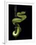 Trimeresurus Albolabris (White-Lipped Tree Viper)-Paul Starosta-Framed Photographic Print