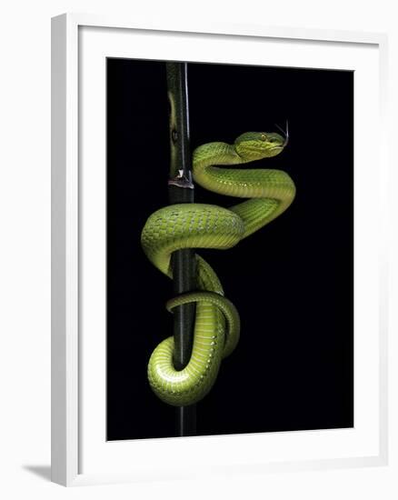 Trimeresurus Albolabris (White-Lipped Tree Viper)-Paul Starosta-Framed Photographic Print