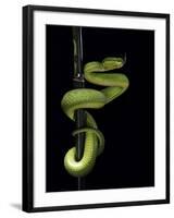 Trimeresurus Albolabris (White-Lipped Tree Viper)-Paul Starosta-Framed Photographic Print