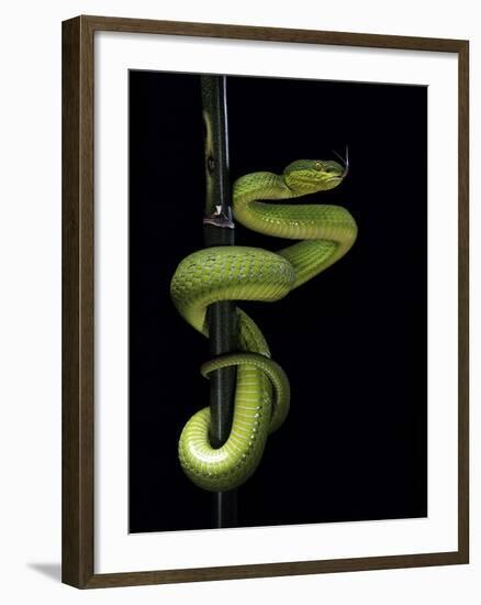 Trimeresurus Albolabris (White-Lipped Tree Viper)-Paul Starosta-Framed Photographic Print