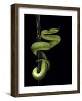 Trimeresurus Albolabris (White-Lipped Tree Viper)-Paul Starosta-Framed Photographic Print