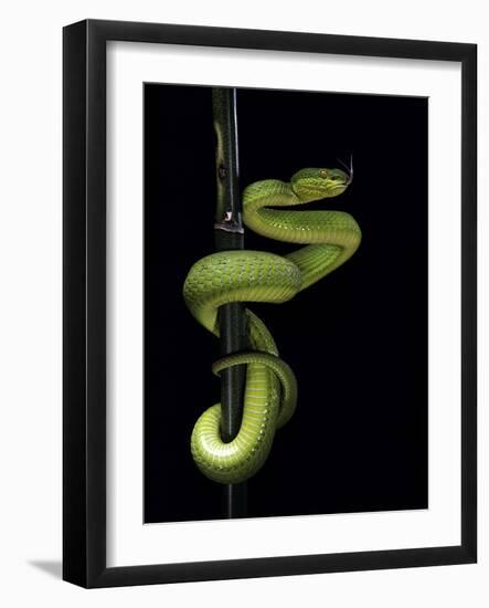 Trimeresurus Albolabris (White-Lipped Tree Viper)-Paul Starosta-Framed Photographic Print