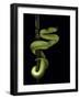 Trimeresurus Albolabris (White-Lipped Tree Viper)-Paul Starosta-Framed Photographic Print