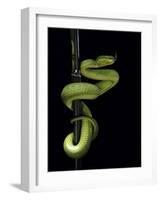 Trimeresurus Albolabris (White-Lipped Tree Viper)-Paul Starosta-Framed Photographic Print