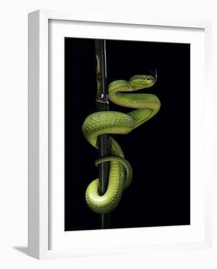 Trimeresurus Albolabris (White-Lipped Tree Viper)-Paul Starosta-Framed Photographic Print