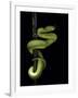 Trimeresurus Albolabris (White-Lipped Tree Viper)-Paul Starosta-Framed Photographic Print