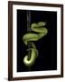 Trimeresurus Albolabris (White-Lipped Tree Viper)-Paul Starosta-Framed Photographic Print