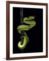 Trimeresurus Albolabris (White-Lipped Tree Viper)-Paul Starosta-Framed Photographic Print