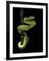 Trimeresurus Albolabris (White-Lipped Tree Viper)-Paul Starosta-Framed Photographic Print