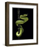 Trimeresurus Albolabris (White-Lipped Tree Viper)-Paul Starosta-Framed Photographic Print