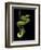 Trimeresurus Albolabris (White-Lipped Tree Viper)-Paul Starosta-Framed Photographic Print