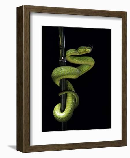 Trimeresurus Albolabris (White-Lipped Tree Viper)-Paul Starosta-Framed Photographic Print