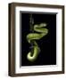 Trimeresurus Albolabris (White-Lipped Tree Viper)-Paul Starosta-Framed Photographic Print