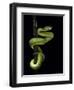 Trimeresurus Albolabris (White-Lipped Tree Viper)-Paul Starosta-Framed Photographic Print