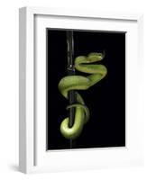 Trimeresurus Albolabris (White-Lipped Tree Viper)-Paul Starosta-Framed Photographic Print