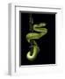 Trimeresurus Albolabris (White-Lipped Tree Viper)-Paul Starosta-Framed Photographic Print