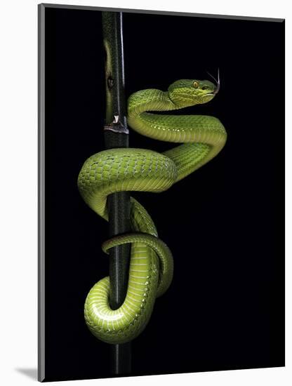 Trimeresurus Albolabris (White-Lipped Tree Viper)-Paul Starosta-Mounted Photographic Print