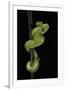 Trimeresurus Albolabris (White-Lipped Tree Viper)-Paul Starosta-Framed Photographic Print