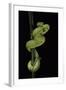 Trimeresurus Albolabris (White-Lipped Tree Viper)-Paul Starosta-Framed Photographic Print