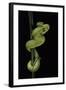 Trimeresurus Albolabris (White-Lipped Tree Viper)-Paul Starosta-Framed Photographic Print